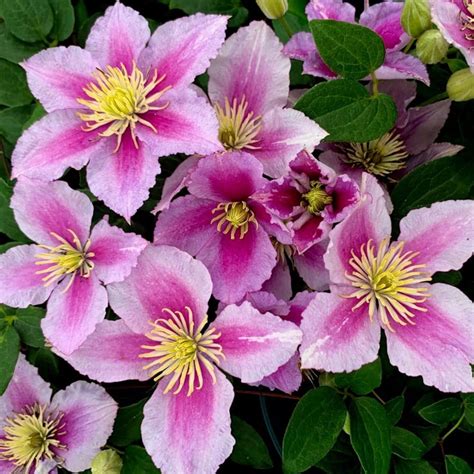 How to Grow and Care for Clematis Piilu